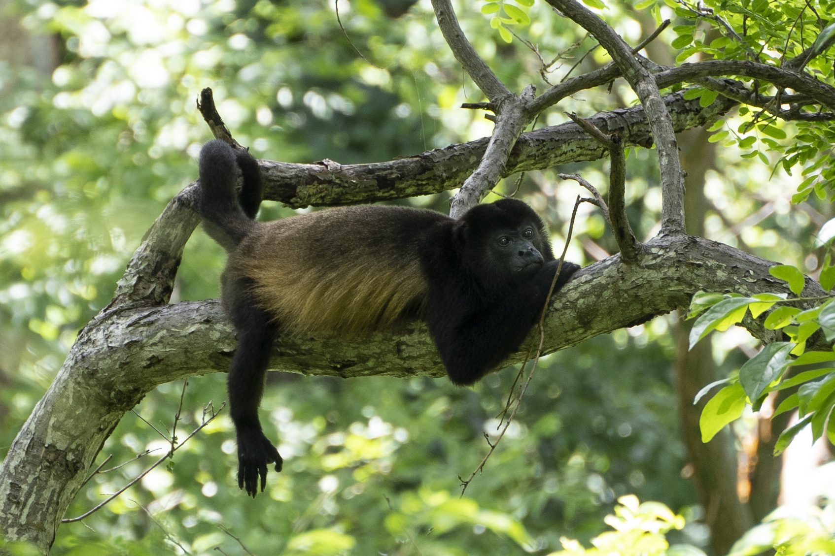 Monkey Scouting at Rancho Santana Nicaragua