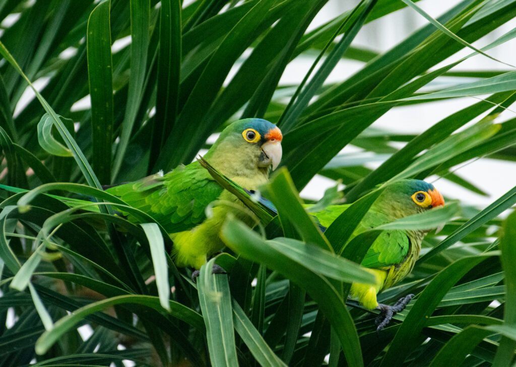 Nicaragua Bird Watching at Rancho Santana