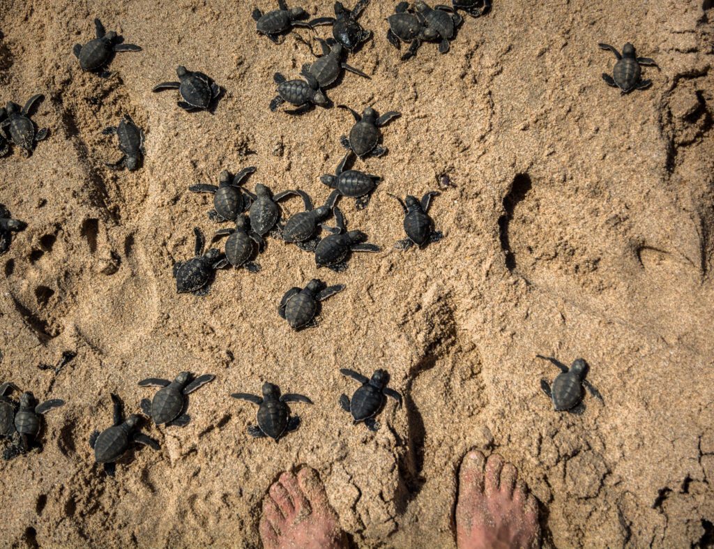 turtles hatching rancho santana