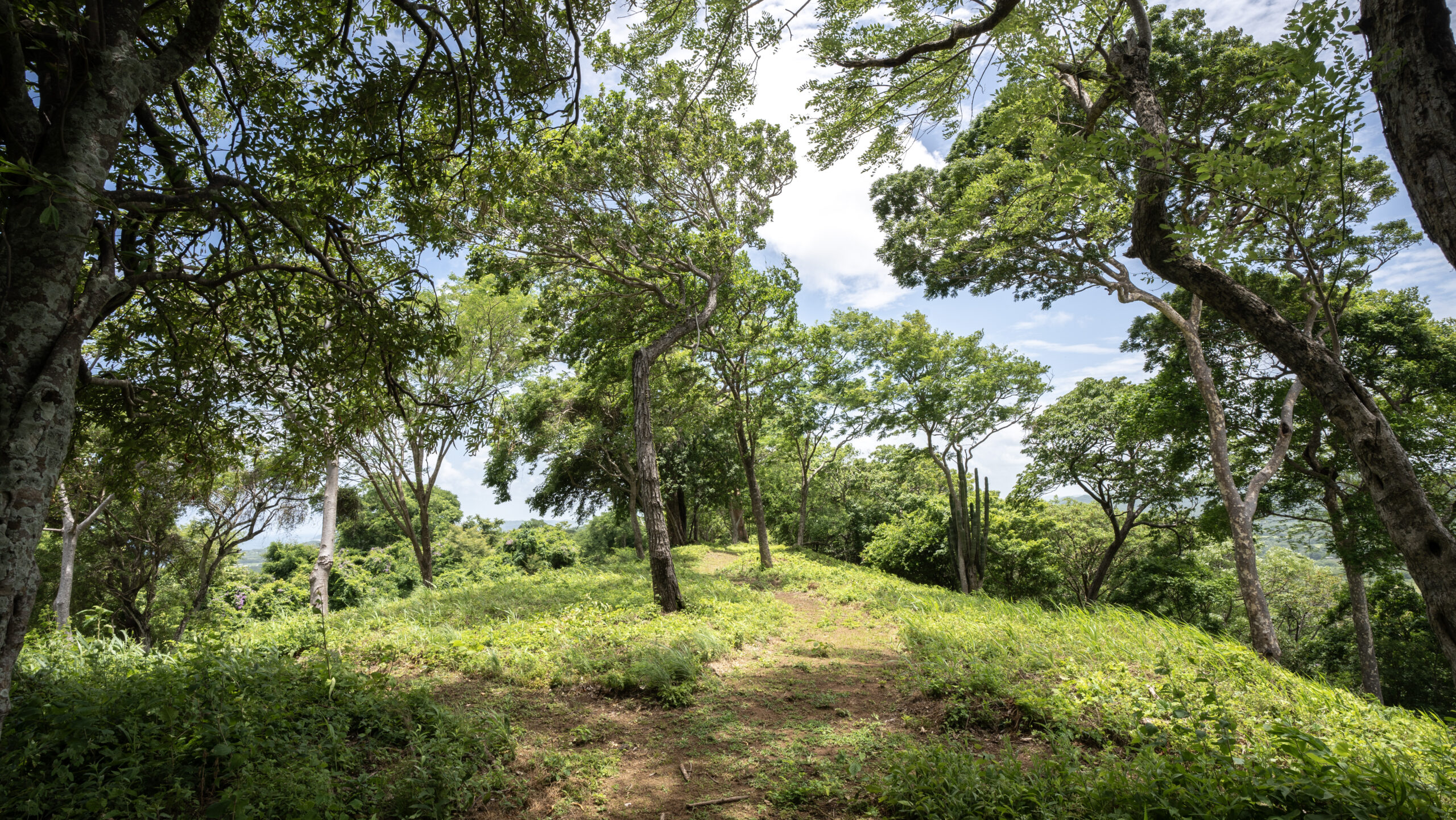 http://A%20narrow%20dirt%20path%20winds%20through%20a%20lush,%20green%20forest%20with%20tall%20trees,%20leafy%20branches,%20and%20sunlight%20filtering%20through%20the%20canopy%20on%20a%20bright%20day.