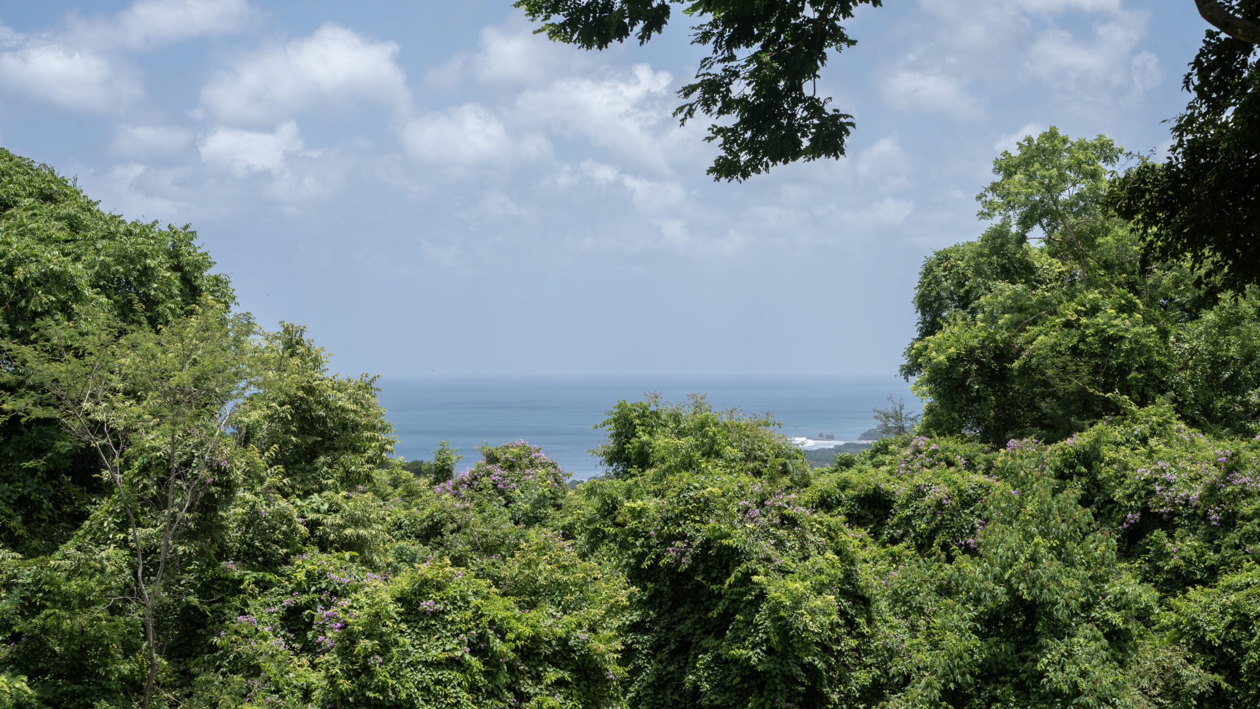 http://Lush%20green%20trees%20frame%20a%20distant%20view%20of%20the%20blue%20ocean%20under%20a%20partly%20cloudy%20sky,%20creating%20a%20peaceful%20and%20tropical%20landscape.