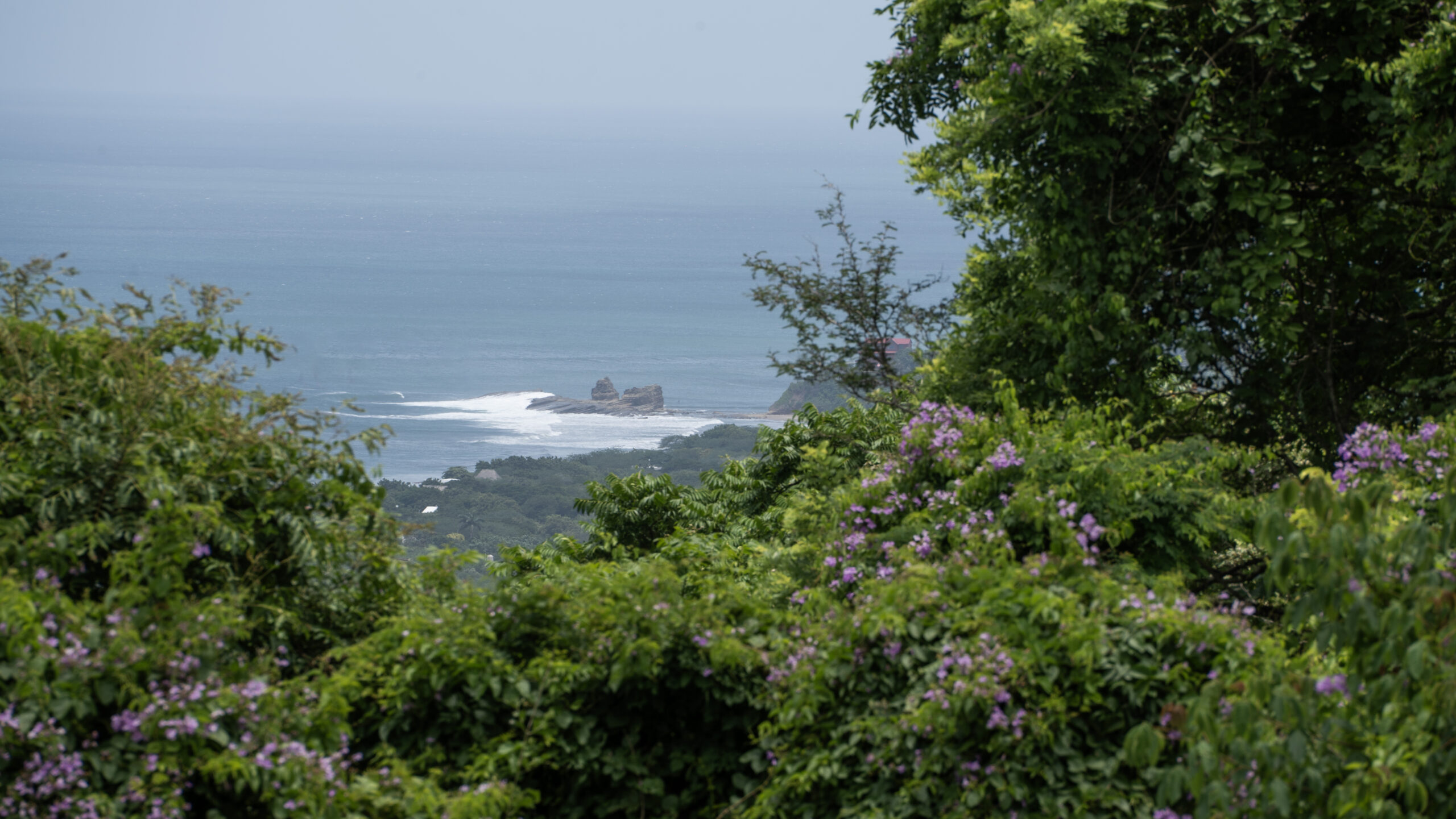 http://View%20of%20the%20ocean%20and%20coastline%20partially%20obscured%20by%20lush%20green%20trees%20and%20foliage%20with%20small%20purple%20flowers,%20under%20a%20hazy%20sky.%20Waves%20crash%20on%20rocks%20and%20a%20distant%20headland%20is%20visible%20beyond%20the%20greenery.