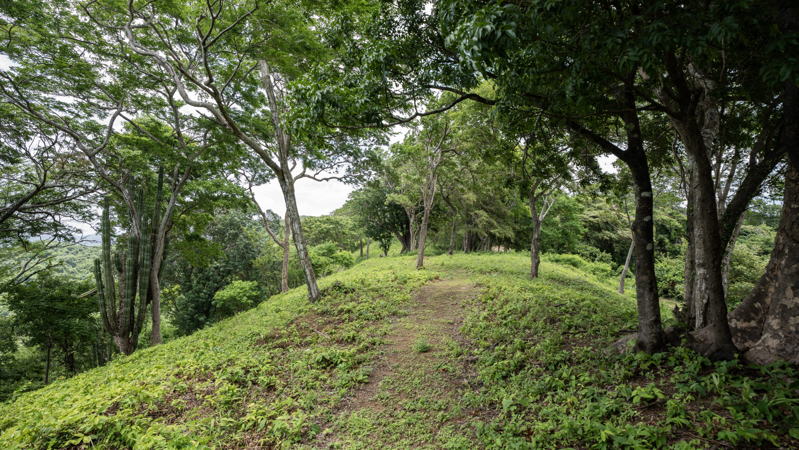 http://A%20narrow%20dirt%20path%20winds%20through%20lush%20green%20grass%20and%20tall%20trees%20on%20a%20hilltop,%20with%20dense%20forest%20visible%20in%20the%20background%20under%20a%20cloudy%20sky.