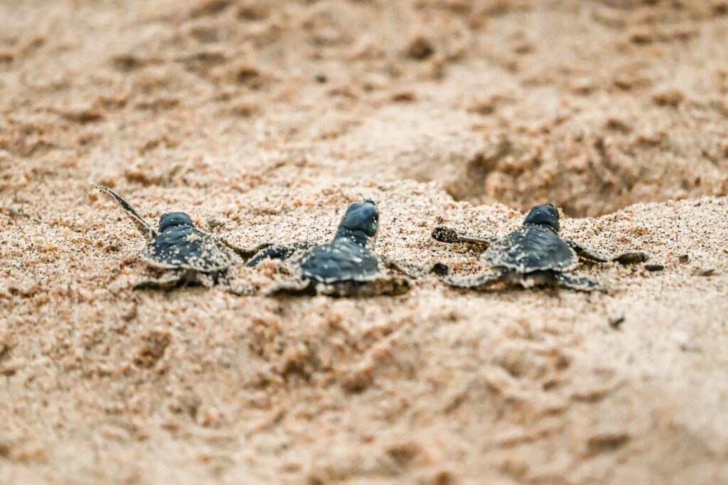 turtles on the beach playa Escondida at Rancho Santana