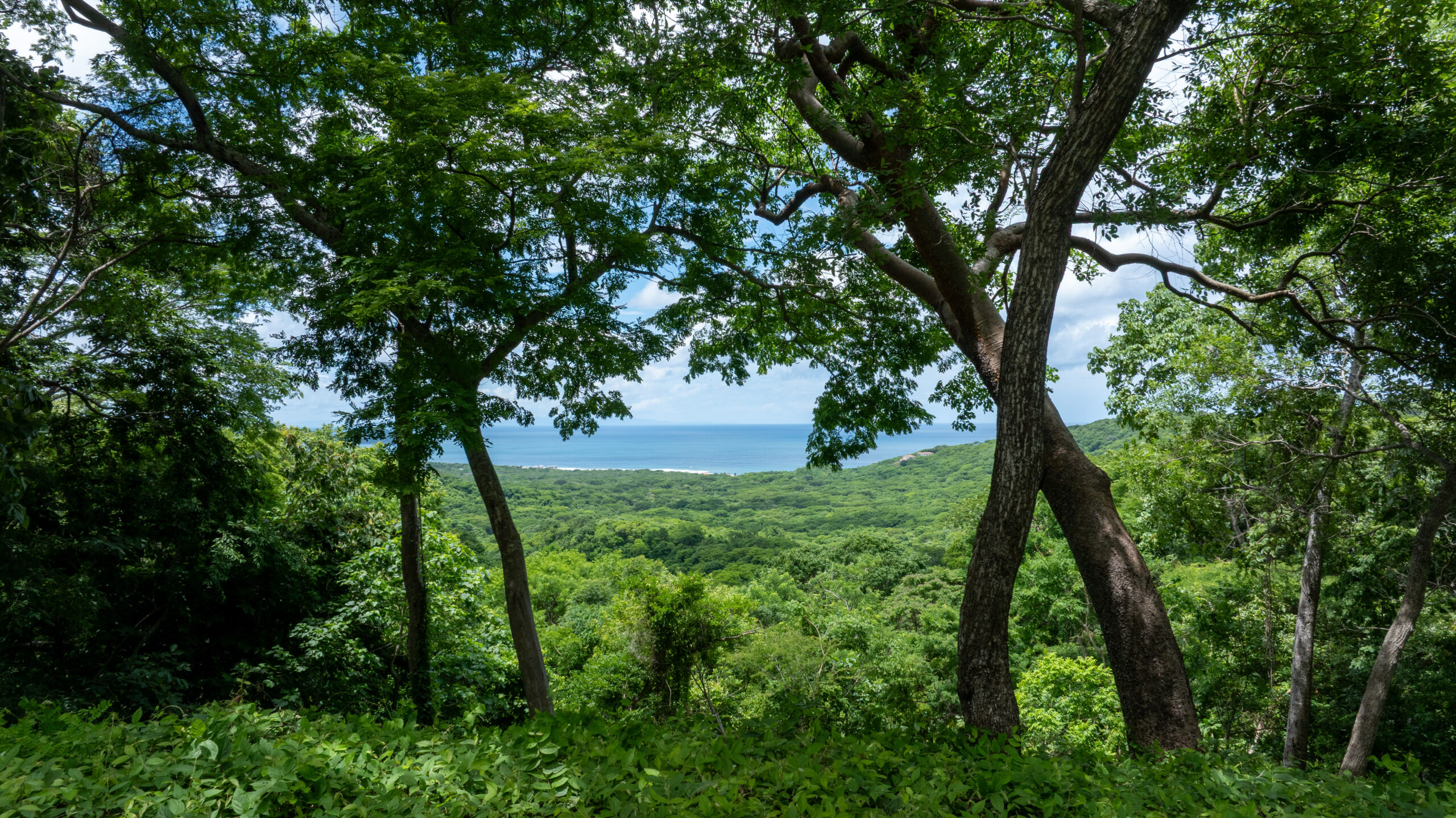 http://A%20lush%20green%20forest%20with%20tall%20trees%20frames%20a%20distant%20view%20of%20the%20ocean%20and%20blue%20sky%20on%20a%20bright,%20sunny%20day.