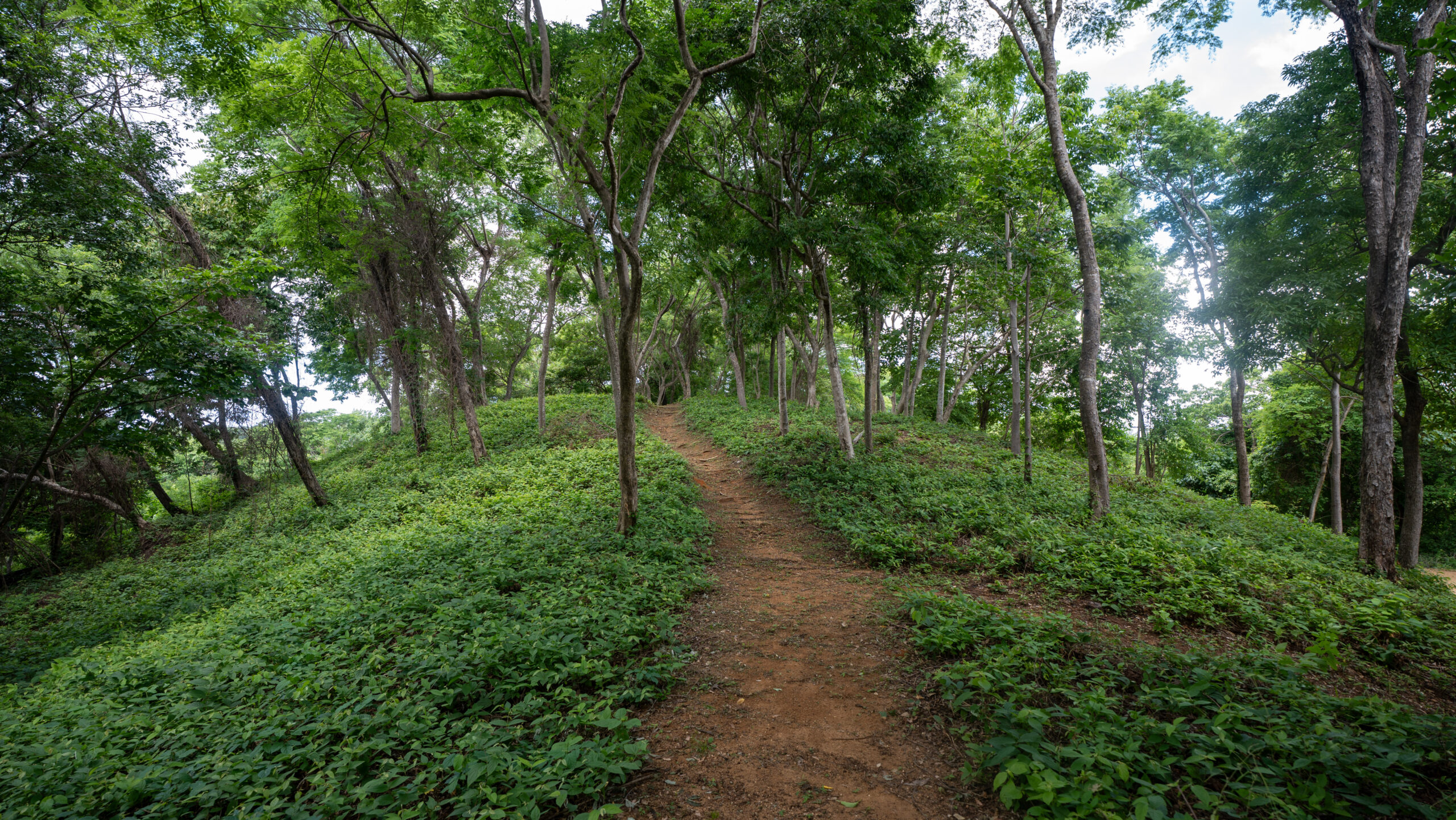 http://A%20dirt%20path%20winds%20uphill%20through%20a%20lush,%20green%20forest%20filled%20with%20tall%20trees%20and%20dense%20undergrowth,%20under%20a%20bright%20sky%20partially%20visible%20through%20the%20canopy.