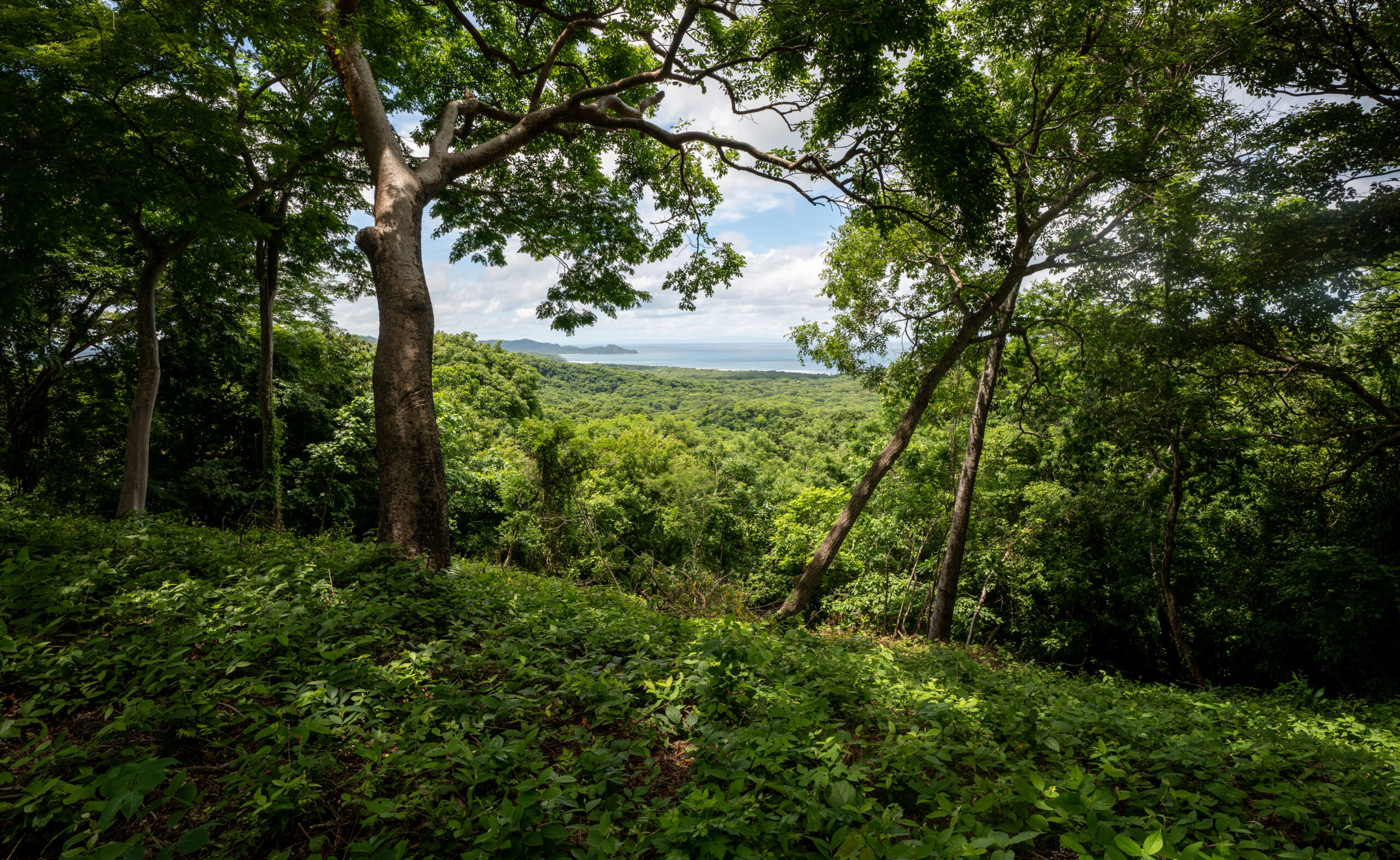 http://Dense%20green%20forest%20with%20leafy%20trees%20and%20ground%20cover,%20opening%20to%20a%20distant%20view%20of%20blue%20water%20and%20sky%20on%20the%20horizon%20under%20scattered%20clouds.