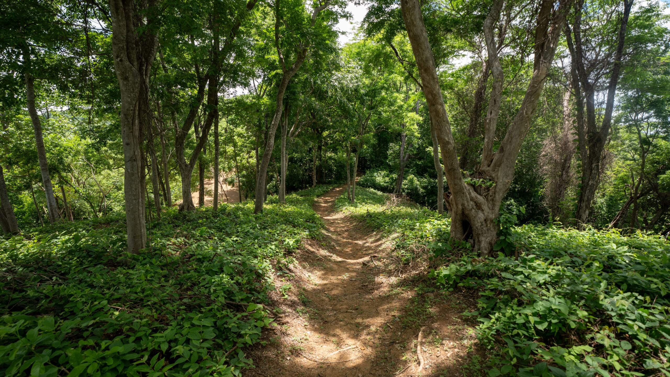 http://A%20narrow%20dirt%20path%20winds%20through%20a%20lush%20green%20forest%20with%20tall%20trees%20and%20dense%20undergrowth,%20sunlight%20filtering%20through%20the%20leaves.