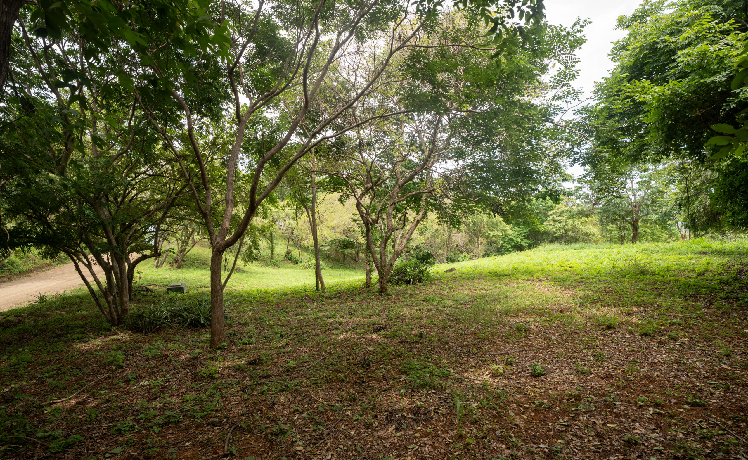 http://A%20sunlit,%20grassy%20clearing%20with%20scattered%20trees,%20dense%20green%20foliage,%20and%20a%20dirt%20path%20curving%20through%20the%20landscape%20on%20the%20left%20side.%20The%20scene%20appears%20calm%20and%20natural.