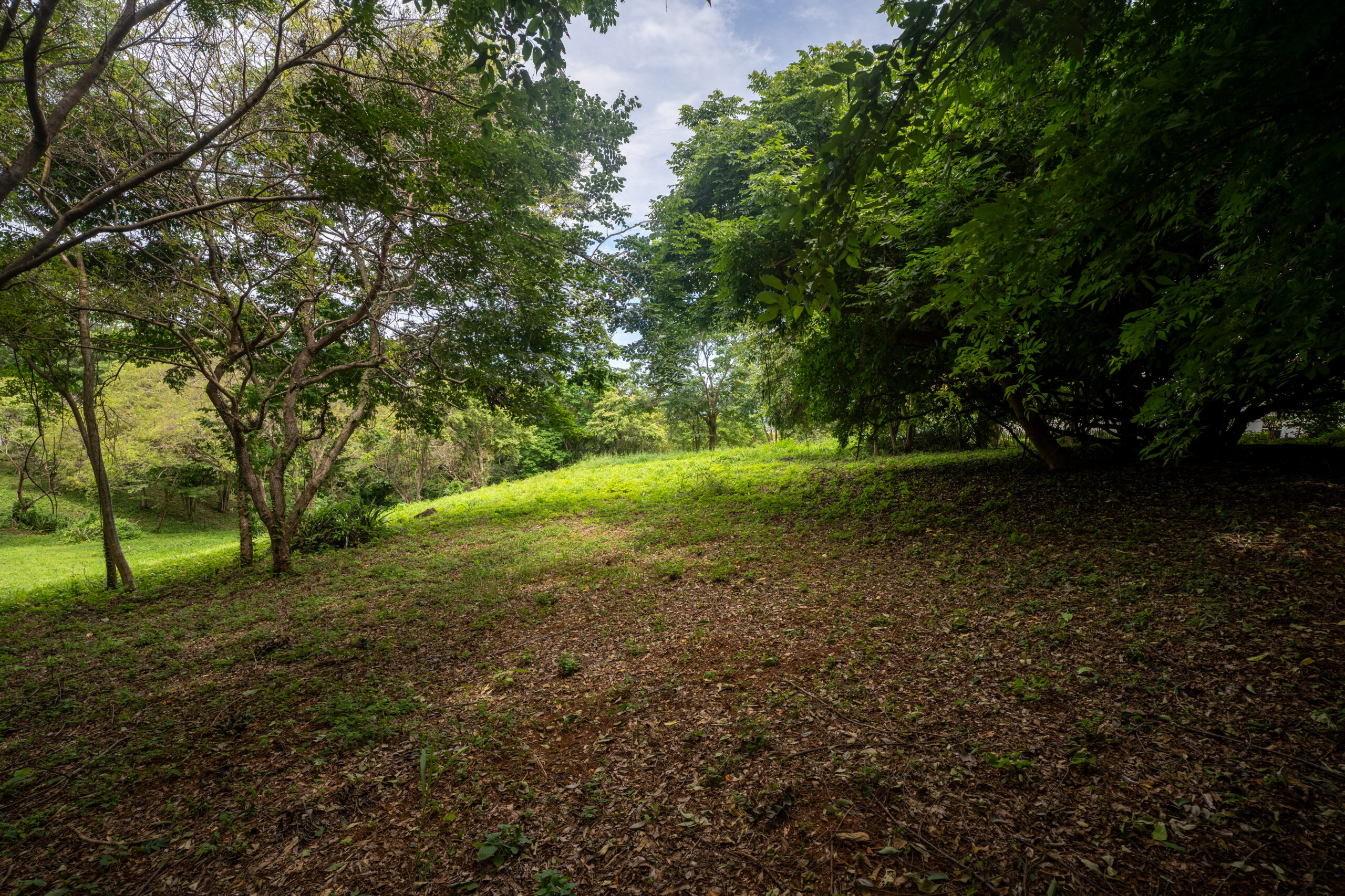 http://A%20sunlit%20clearing%20in%20a%20forest%20with%20green%20grass,%20leafy%20trees,%20and%20a%20partly%20cloudy%20sky%20visible%20through%20the%20branches.%20The%20ground%20is%20covered%20with%20dry%20leaves%20and%20soil.