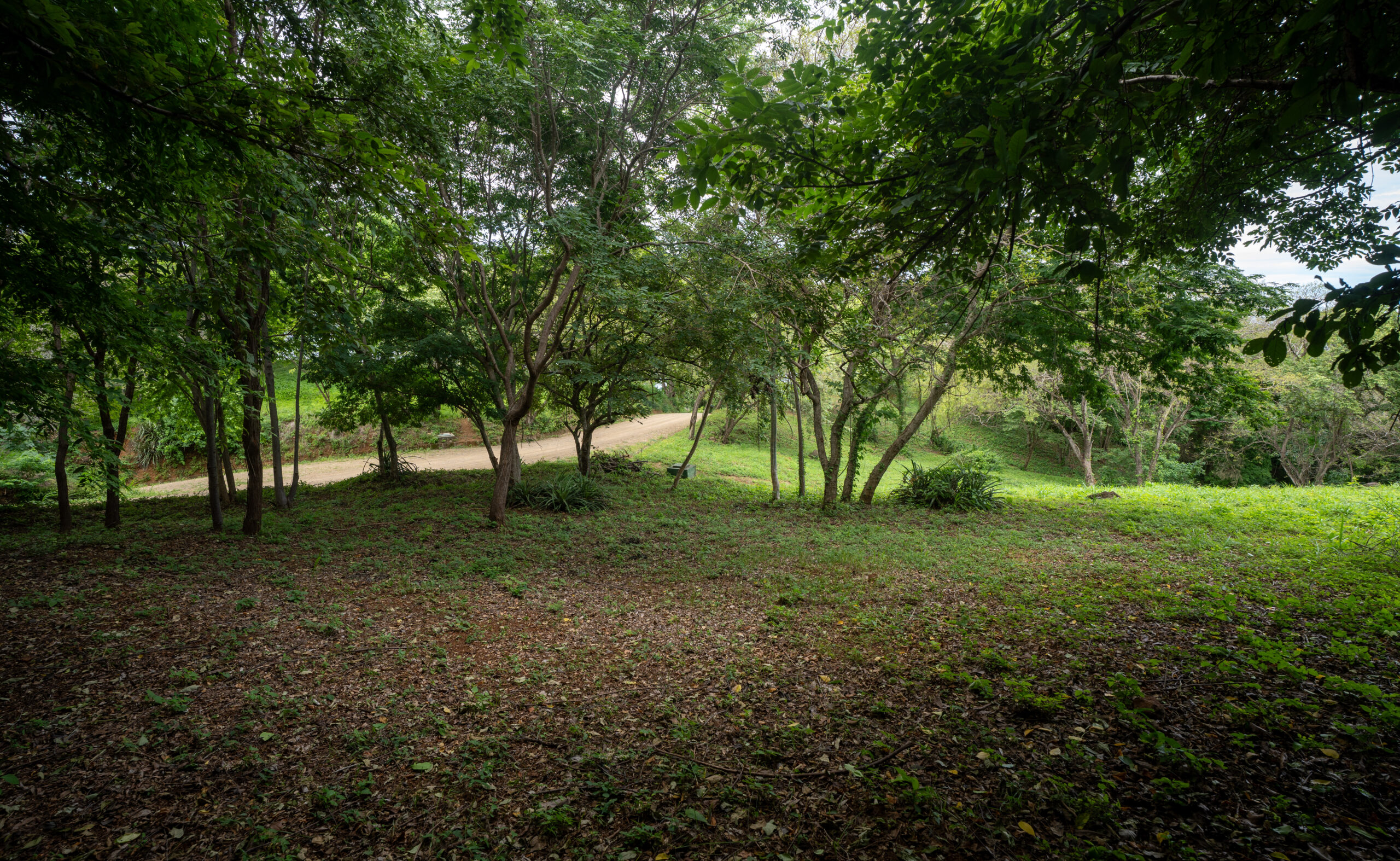 http://A%20dirt%20path%20runs%20through%20a%20lush,%20green%20forest%20with%20scattered%20trees%20and%20patches%20of%20sunlight%20filtering%20through%20the%20leaves.%20The%20ground%20is%20covered%20with%20grass%20and%20fallen%20leaves,%20creating%20a%20peaceful,%20natural%20scene.