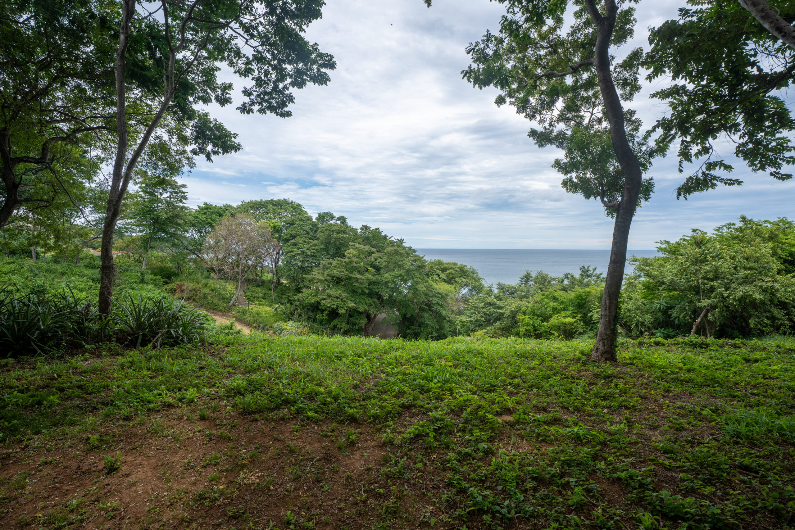 http://View%20of%20lush%20green%20trees%20and%20grass%20with%20a%20dirt%20path%20leading%20towards%20the%20blue%20ocean,%20under%20a%20cloudy%20sky.%20The%20scene%20is%20framed%20by%20tall%20trees%20on%20both%20sides.