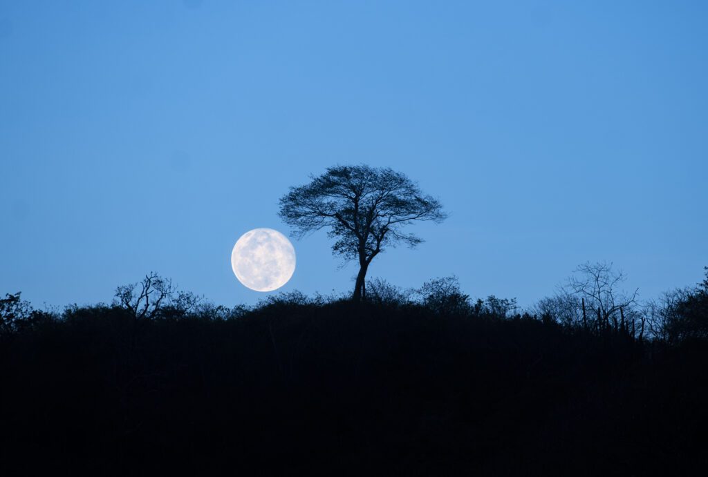 A full moon rises behind a silhouetted tree on a hill, set against a clear blue evening sky—the perfect setting for a tranquil Full Moon Dinner amid sparse vegetation along the ridge.