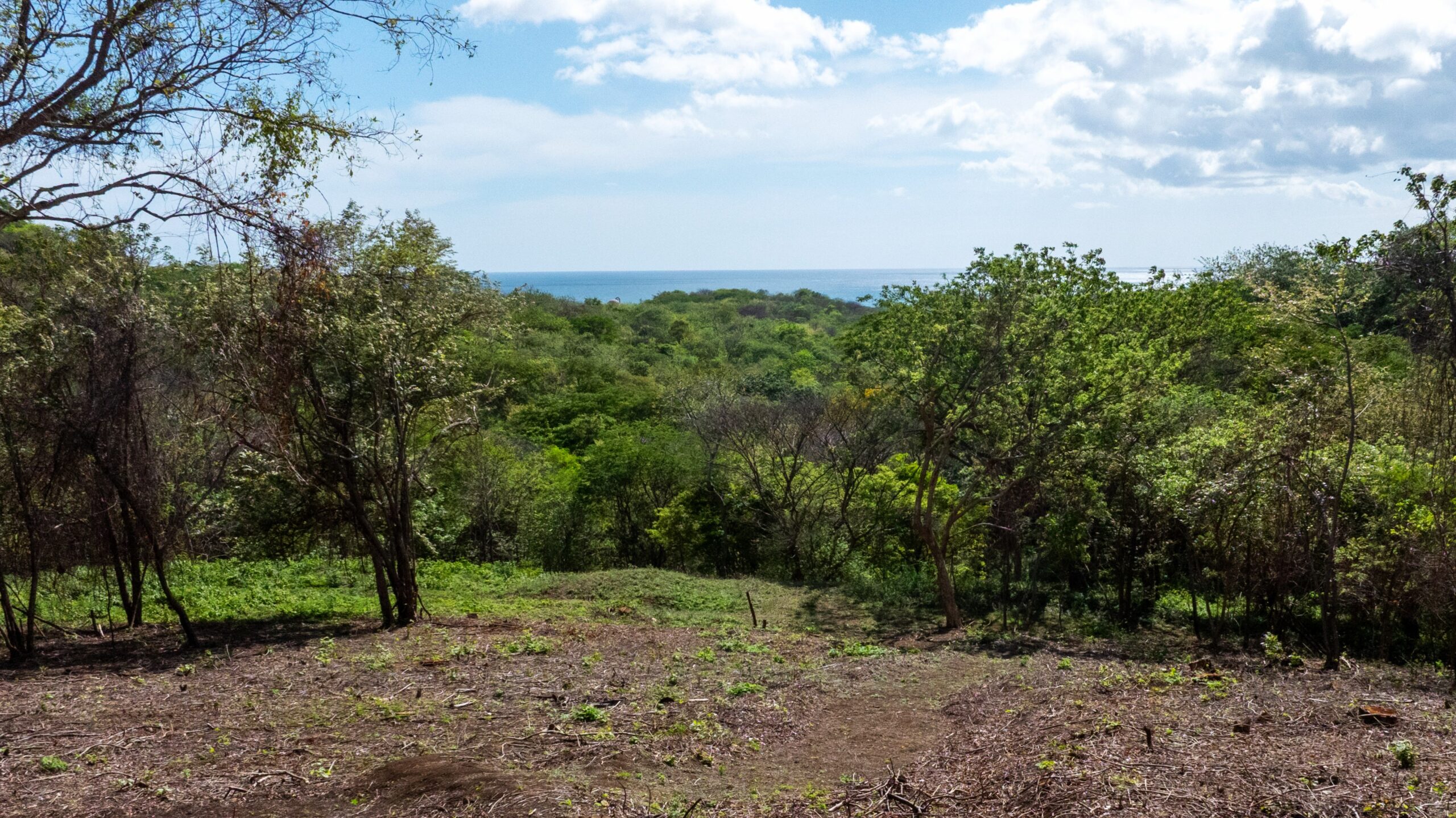 http://View%20of%20a%20lush%20green%20forest%20with%20scattered%20trees%20under%20a%20partly%20cloudy%20sky,%20and%20the%20ocean%20visible%20in%20the%20distance%20beyond%20the%20treetops.