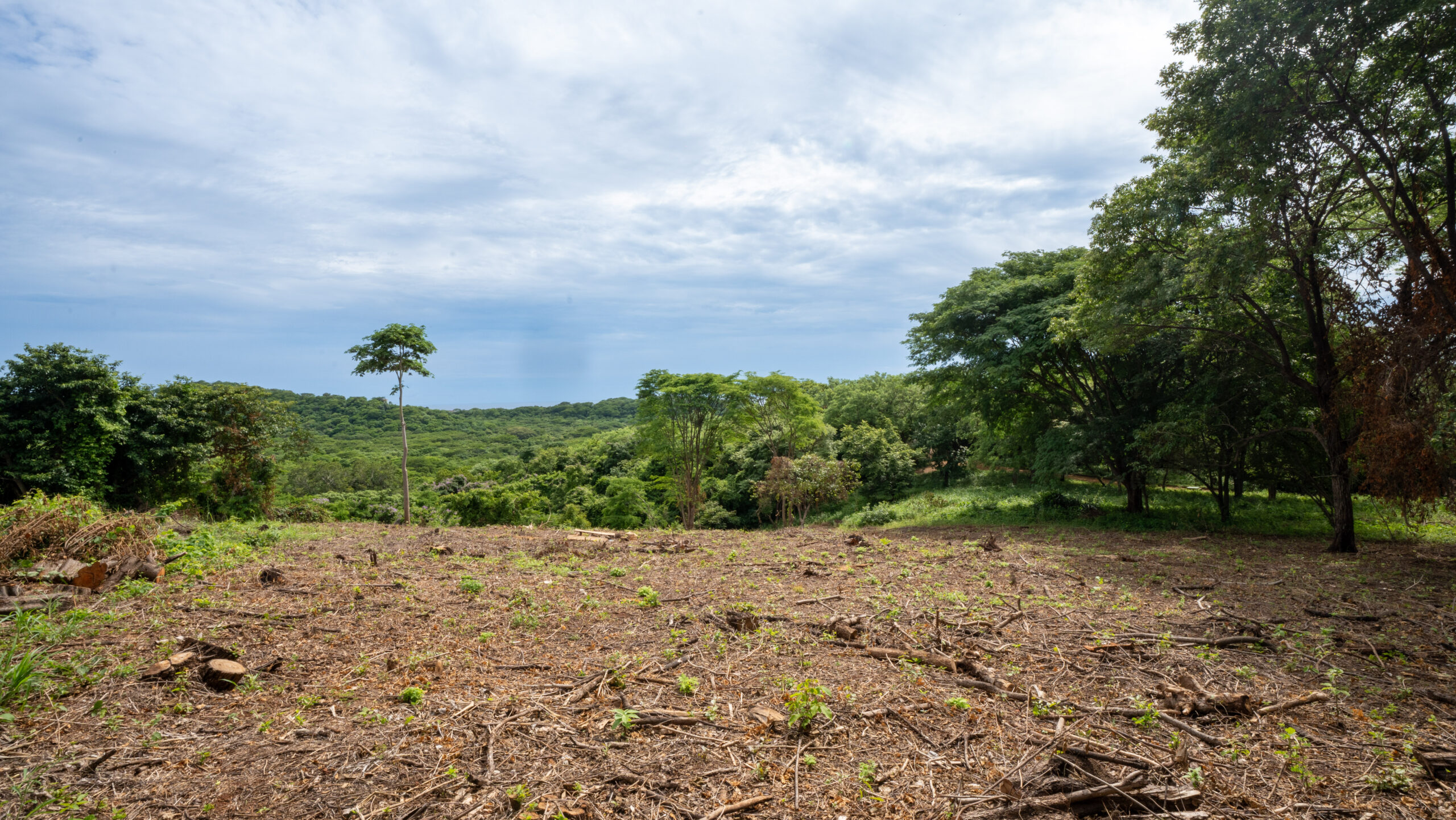http://Cleared%20area%20with%20dry%20soil%20and%20sparse%20plants%20in%20the%20foreground,%20surrounded%20by%20dense%20green%20trees%20and%20a%20lush%20forest%20under%20a%20partly%20cloudy%20sky.