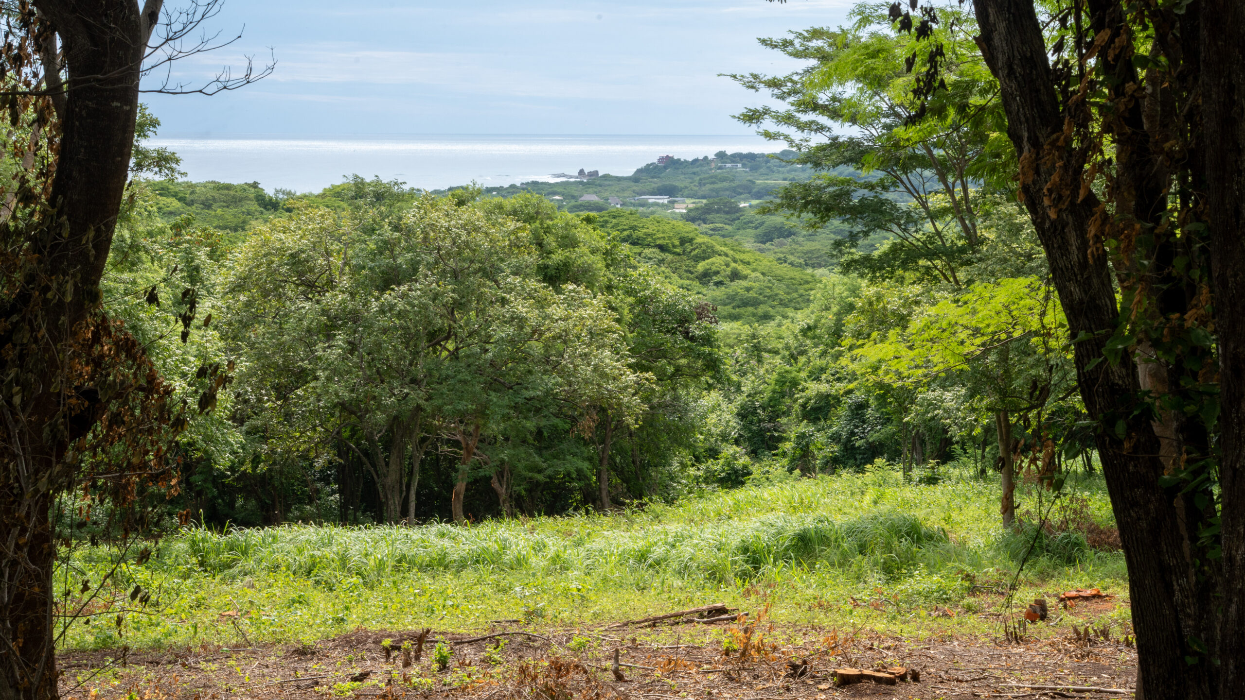 http://A%20lush,%20green%20landscape%20with%20dense%20trees%20and%20grass,%20framed%20by%20two%20tree%20trunks,%20overlooks%20a%20distant%20ocean%20and%20a%20small%20coastal%20settlement%20under%20a%20partly%20cloudy%20sky.