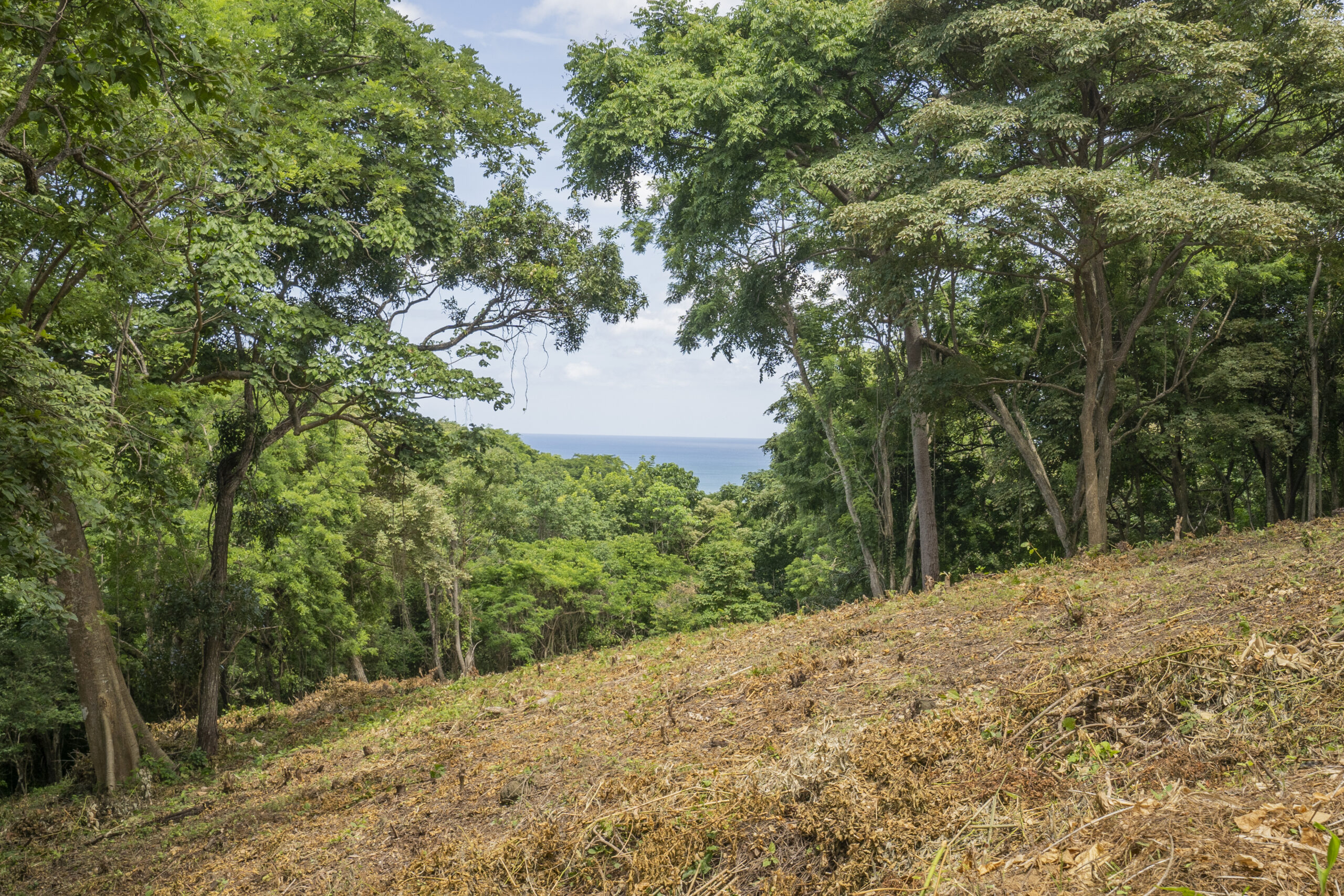 http://A%20clearing%20on%20a%20forested%20hillside%20with%20tall%20green%20trees%20on%20both%20sides,%20revealing%20a%20distant%20view%20of%20the%20blue%20ocean%20under%20a%20partly%20cloudy%20sky.