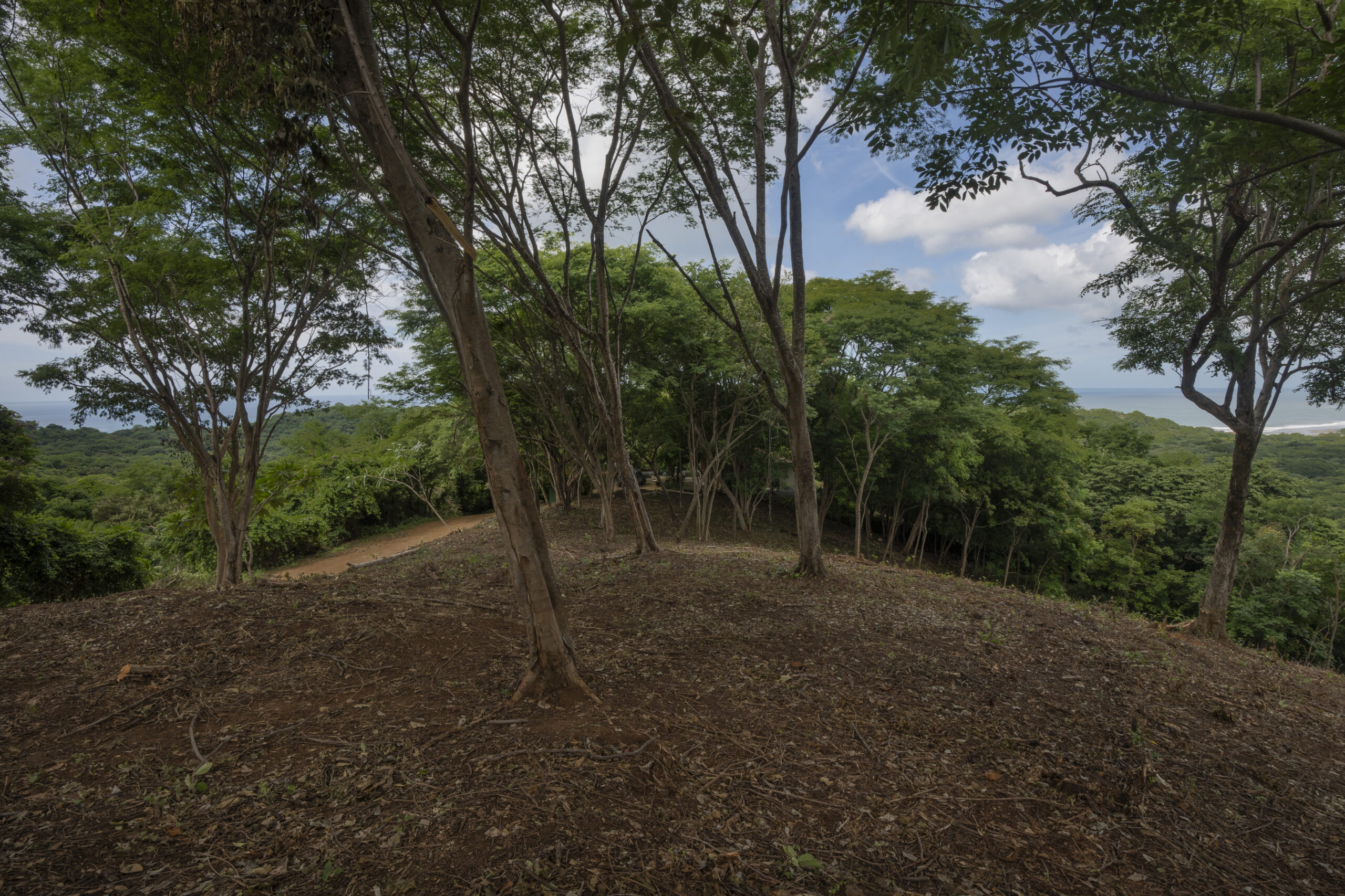 http://A%20forested%20hilltop%20with%20scattered%20trees%20overlooking%20a%20lush%20green%20landscape%20and%20a%20distant%20view%20of%20the%20ocean%20under%20a%20partly%20cloudy%20sky.%20The%20ground%20is%20covered%20in%20dry%20soil%20and%20leaves.
